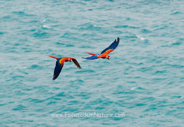 Scarlet Macaws