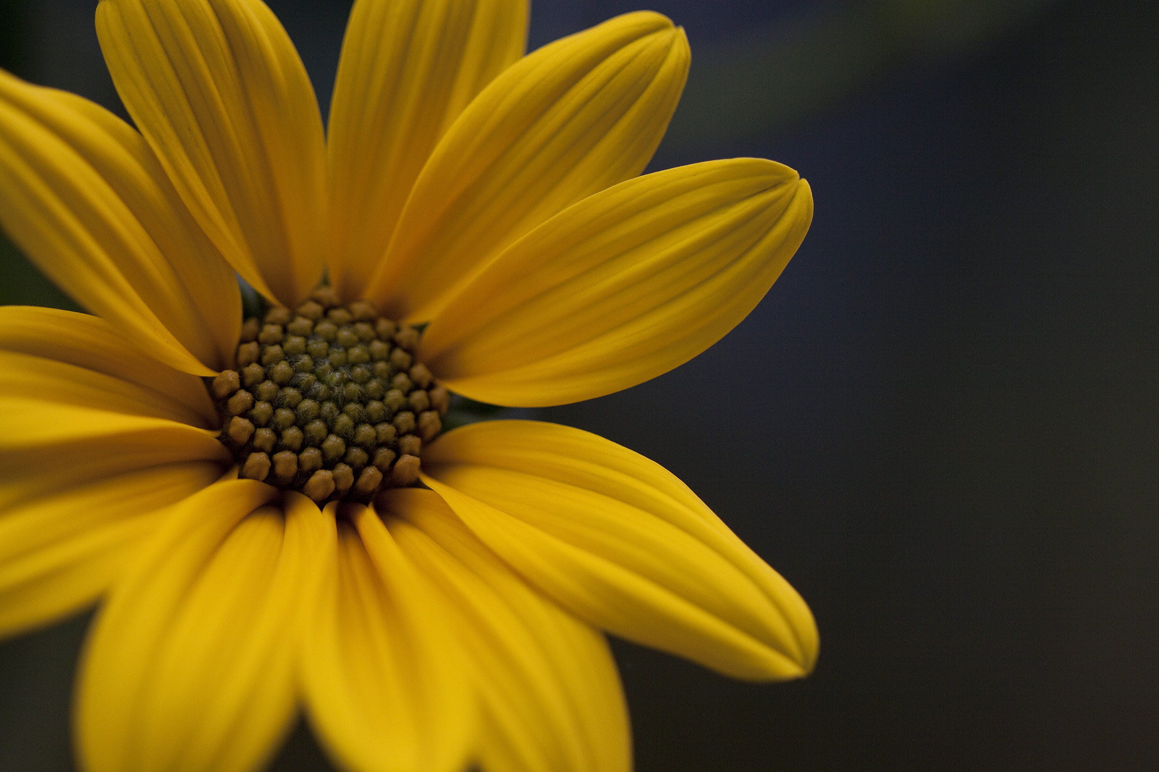 jerusalem artichoke closeup