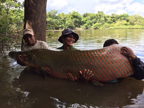 ガイアナピラルク フィッシングツアーbigtorut