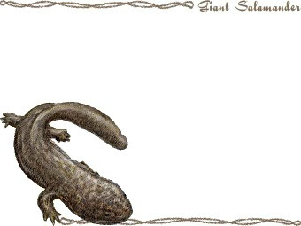 スマホ用ページ 大山椒魚 オオ サンショウウオのポストカード用イラスト 条件付フリー素材集