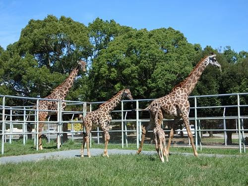 飼育ブログ 熊本市動植物園