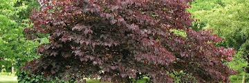 Purple Flowering Trees In Georgia : Gorgeous Purple Artificial Wisteria Flowering Tree / Bright spring season in eastern georgia.