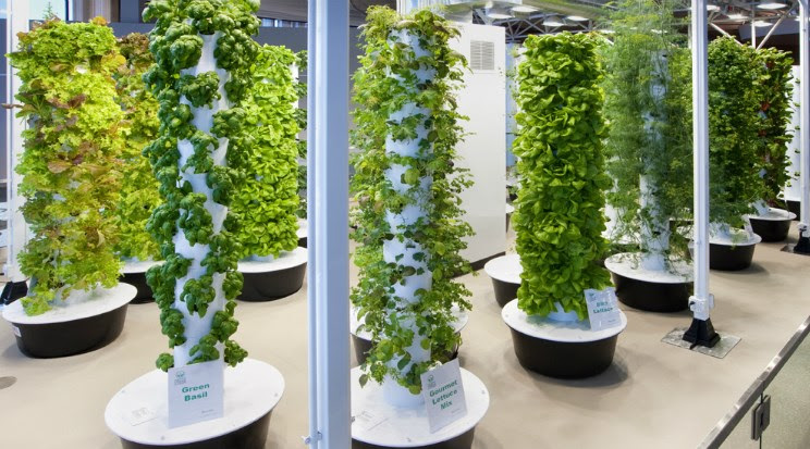 Amazing Hydroponics | Kent (Golden Valley) Hydroponics