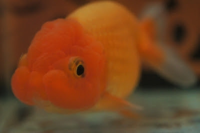 熱帯魚 海水魚 金魚 ペットプラザ高槻店ブログ