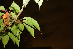 20100614-Lighting the night