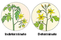 What is the difference between determinate and ...