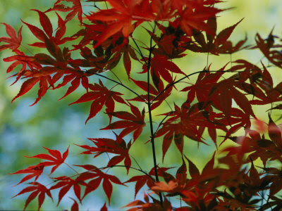 japanese maple leaves tattoo. Japanese Maple Leaves