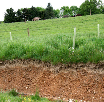 grassland food chain. Eventually, the food chain