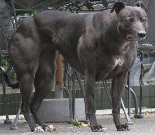 Anjing Paling Kekar Sedunia Anjing Paling Kekar Sedunia