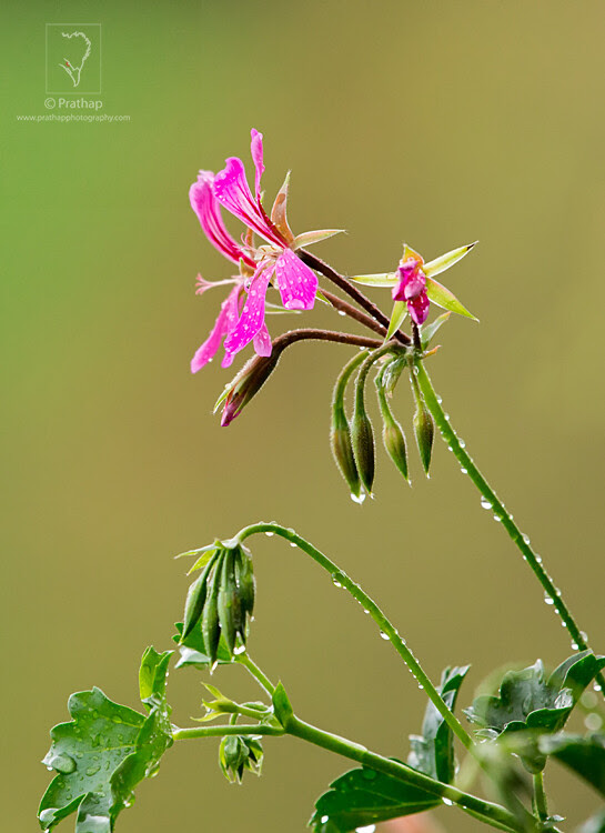 21 7 Photography Tips For Beginners by Prathap Photography Nature Phootography Simplified