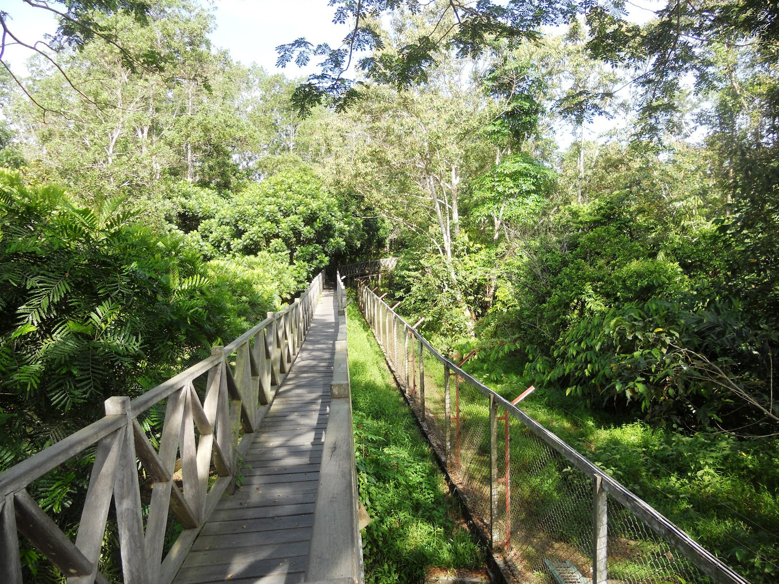 Beginilah 8 Foto Hutan Indonesia yang Asri dan Eksotis Beginilah 8 Foto Hutan Indonesia yang Asri dan Eksotis