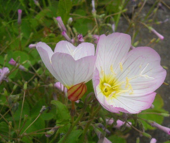 f:id:takagi-namako:20120520175817j:image:w360