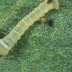 Tomato Hornworm Small Green Worm Identification / They are often confused with another related species, manduca sexta, or the carolina sphinx moth.