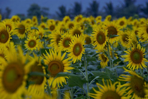 Sunflowers