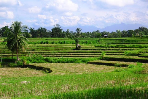Bali rice fields