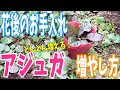 [最新] どんどん 増える 花 270356-どんどん 増える 花
