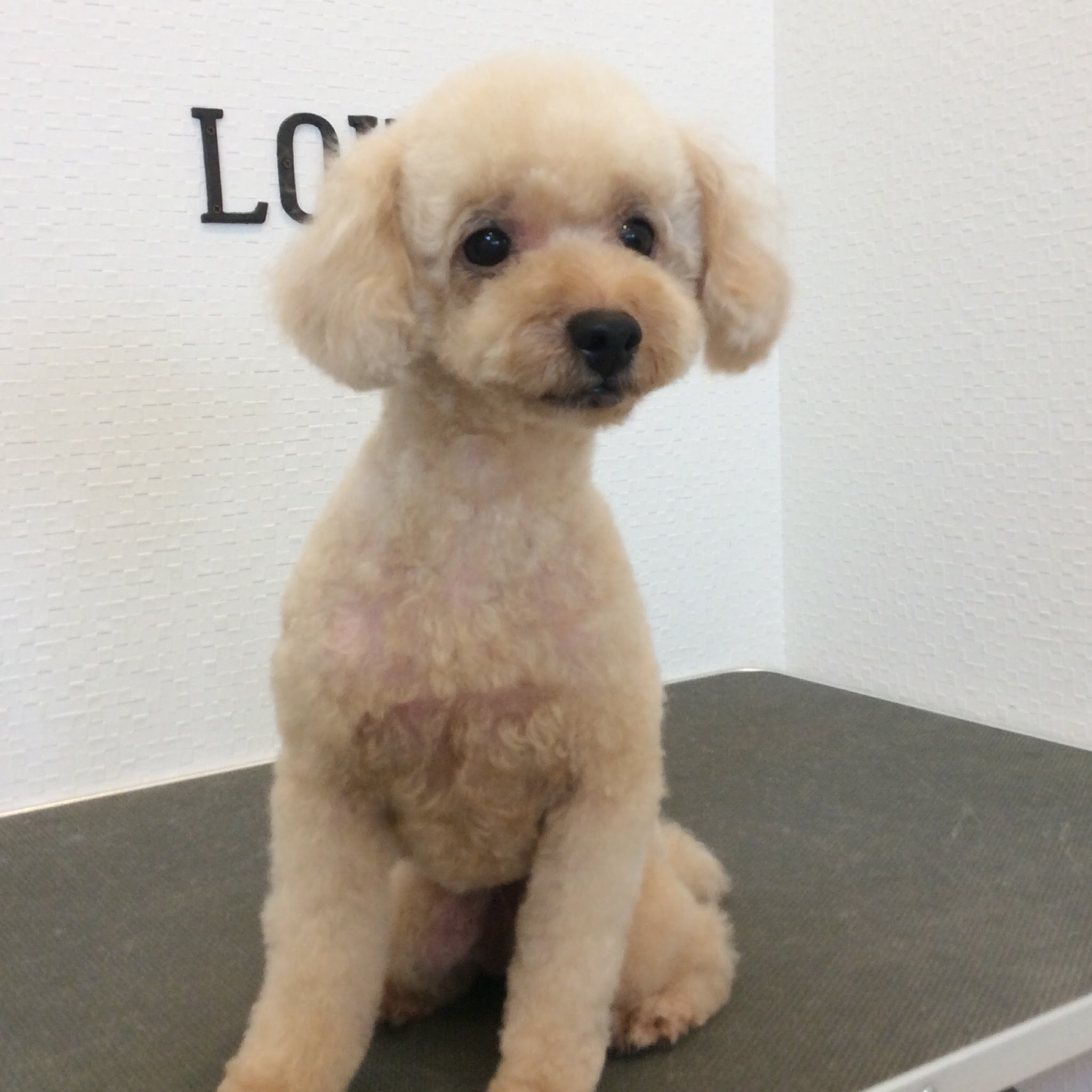 トイプードル クーちゃん サマーカット 相模原市緑区東橋本 トリミングサロン Loulou