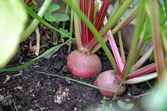 beets