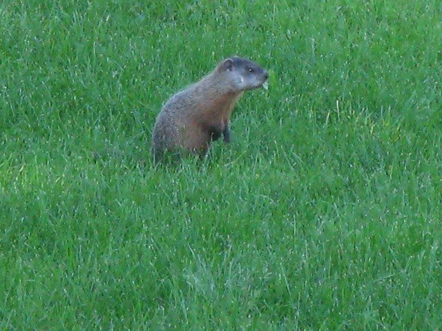 Faune Et Flore Du Pays Les Mammifères