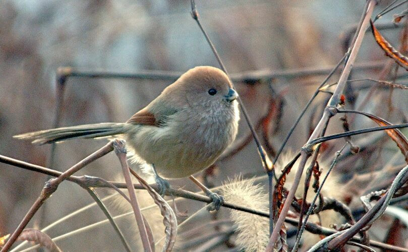 ペンションあるびおんの野鳥 バードウォッチング掲示板
