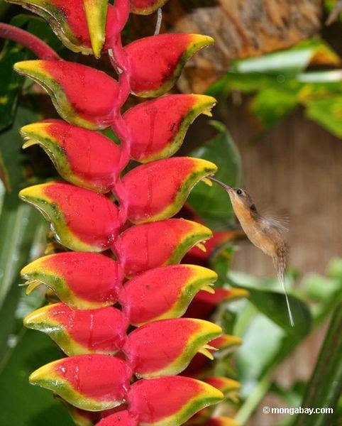 写真 ヘリコニアにハチドリ栄養の花