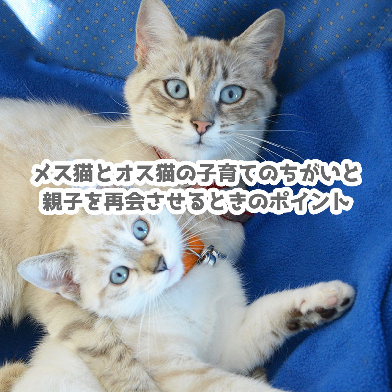 猫の親子愛動画6選 メス猫とオス猫の子育てのちがいと親子を再会させるときのポイント