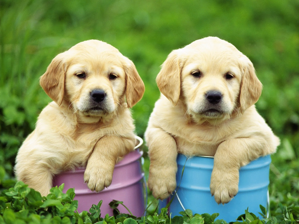 Labrador Retriever Puppies Wallpaper