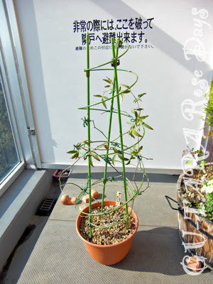 緑の麻縄で黄モッコウバラの誘引 薔薇とぐーたらの日々
