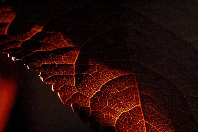 cherryleaf