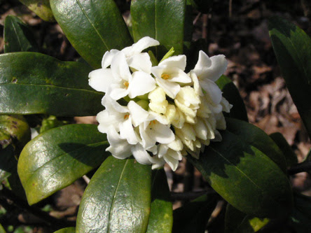 ジンチョウゲ ナツボウズ Daphne ジンチョウゲ科 Thymelaeaceae