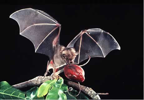 Pada umumnya kelelawar terbang malam hari untuk mencari pakan, misalnya buah-buahan masak di pohon, juga serangga/