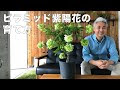 [最新] カシワバアジサイ 剪定 時期 108425-カシワバアジサイ 剪定 時期