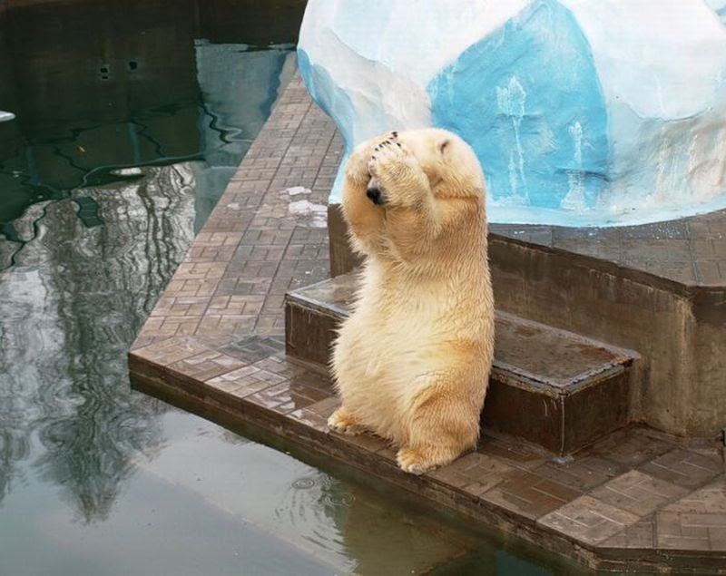 Funny and amusing animals