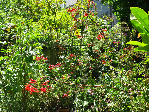 2009-08-01 garden; Keckiella cordifolia
