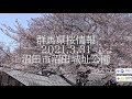70以上 沼田 公園 桜 268354