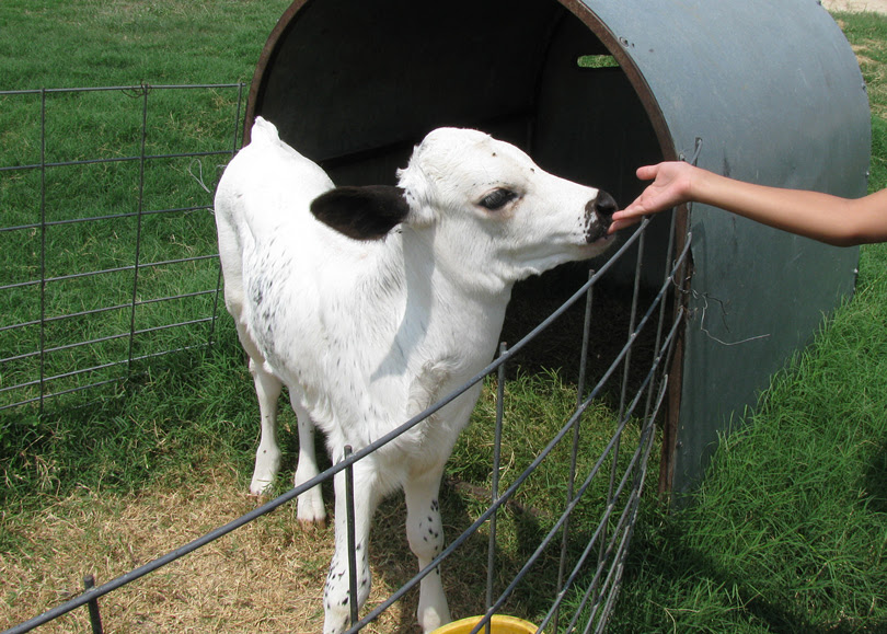 white-calf