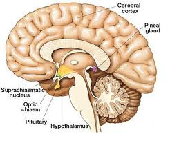 pineal