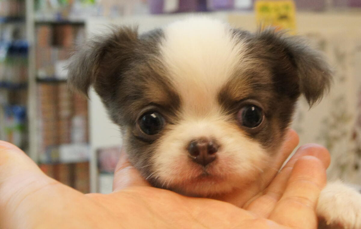 可愛い小さいチワワちゃん達を一気に紹介します ペットプラザ高槻店ブログ