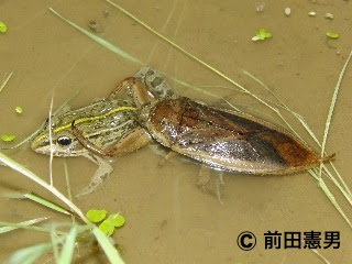 両生類が減ると困ること