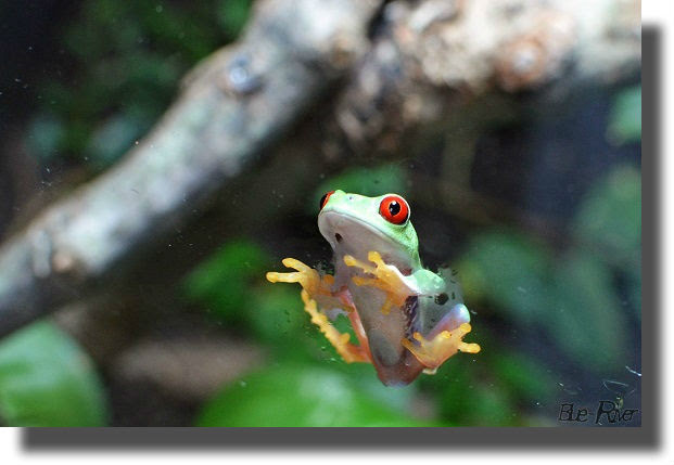 アカメアマガエルまた逝く 明日も釣り日和
