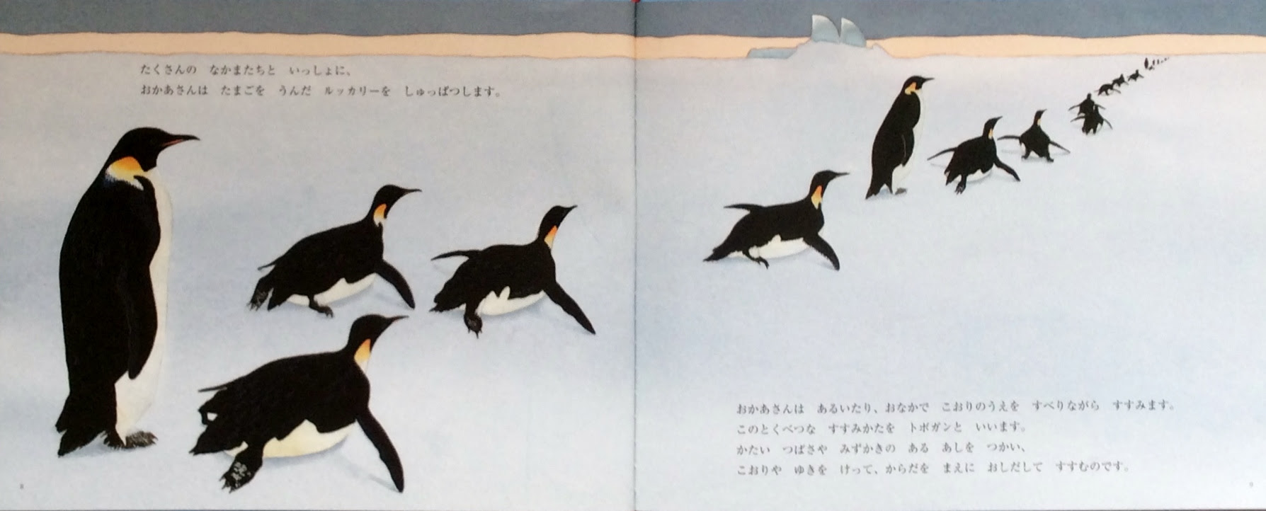 ペンギンの ヒナ 氷の上で たまごを温めるコウテイペンギン ふるはしかずおの絵本ブログ３
