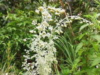 ７月２６日の誕生花 ニガヨモギ 苦蓬 の花言葉 不在 王妃アルテミシアの 離別と恋の悲しみ 弥生おばさんのガーデニングノート 花と緑の365日 楽天ブログ