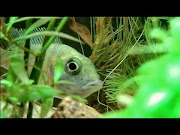 african cichlid tank mates Cichlid breeding: step by step