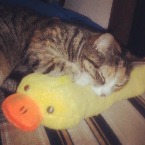 The duck of kitteh love.