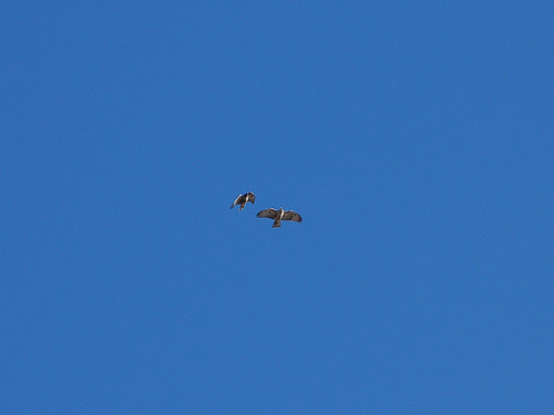 Juvenile Red-Tailed Hawks over Riverside Drive
