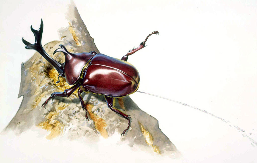 甲虫 カブトムシ 昆虫画家 動物画家 今井桂三hp
