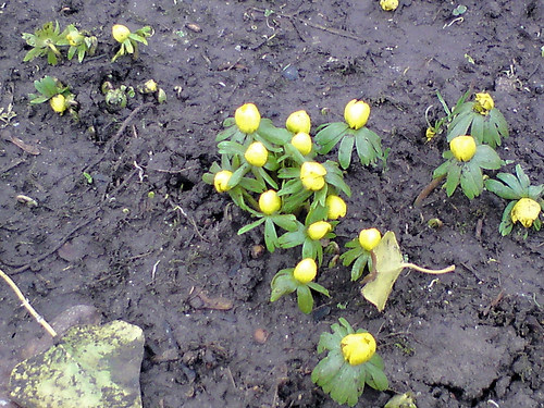 Winter Aconite
