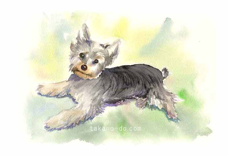 S06 ヨークシャテリア 水彩画 手描きイラスト 犬 手書きイラスト