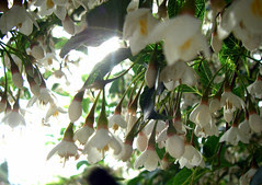 bee tree