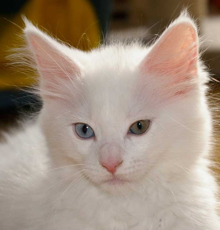 Cooncept Genetique Des Yeux Bleus